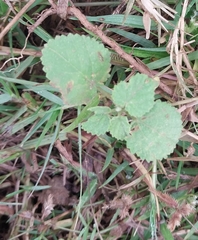 Sida cordifolia