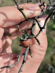 Diospyros lycioides
