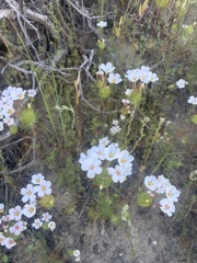 Leptosiphon montanus