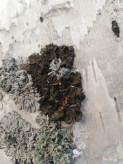 Melanohalea olivacea