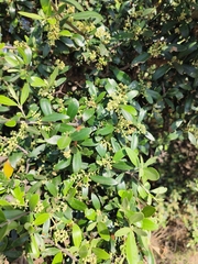 Diospyros lycioides