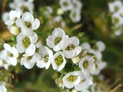 Lobularia