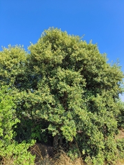 Diospyros lycioides