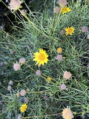 Sidneya tenuifolia