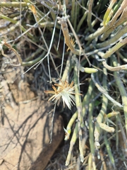 Kleinia longiflora