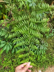 Microlepia