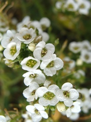 Lobularia