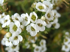 Lobularia