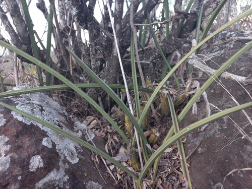 Dracaena bicolor image