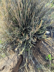 Kleinia longiflora