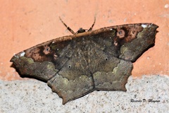 Paragonia cruraria