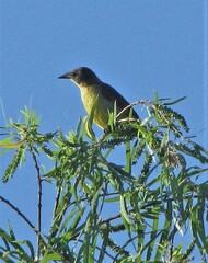 Agelasticus cyanopus