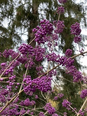 Callicarpa