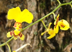 Oncidium