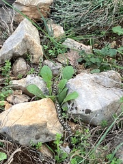 Zamenis scalaris