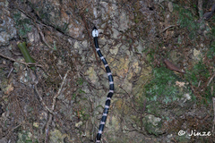 Lycodon futsingensis