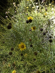 Sidneya tenuifolia