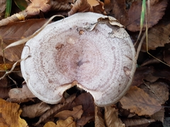Lactarius glyciosmus
