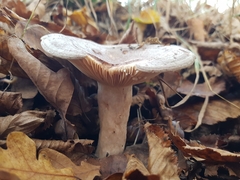 Lactarius glyciosmus