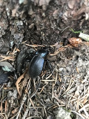 Carabus sylvosus