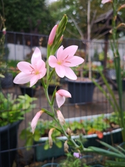 Hesperantha coccinea