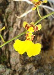 Oncidium