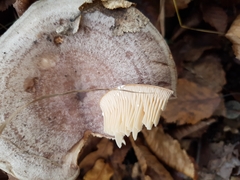 Lactarius glyciosmus