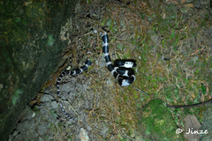 Lycodon futsingensis