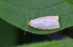 Cybosia mesomella