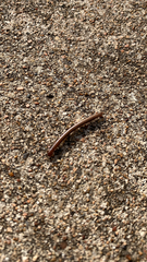 Parajulidae