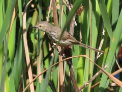 Prinia maculosa maculosa
