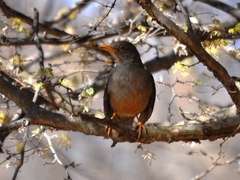 Turdus smithi