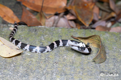 Lycodon futsingensis