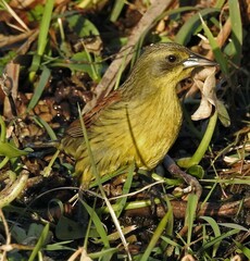 Agelasticus cyanopus
