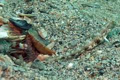Tomiyamichthys oni