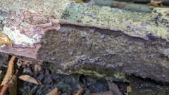Phlebiopsis crassa