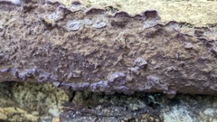 Phlebiopsis crassa