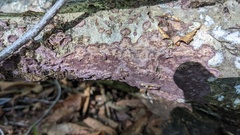 Phlebiopsis crassa
