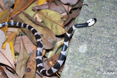 Lycodon futsingensis