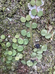 Peperomia circinnata