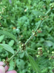 Rumex obtusifolius