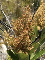 Laurophyllus capensis