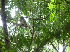 Glaucidium capense etchecopari
