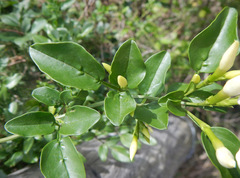 Jasminum multipartitum
