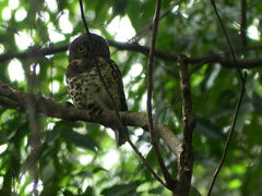 Glaucidium capense etchecopari