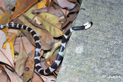 Lycodon futsingensis