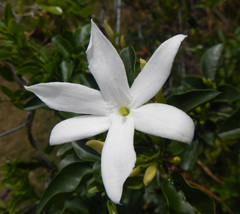 Jasminum multipartitum