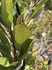 Laurophyllus capensis