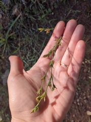 Hypericum drummondii