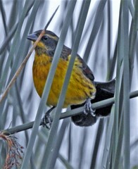 Agelasticus cyanopus